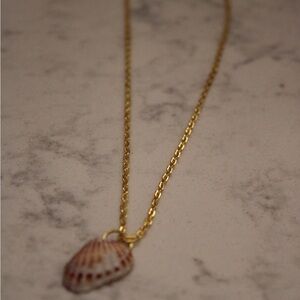 Broad Ribbed Cardita Shell Pendant with Gold Chain Necklace